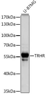 TRHR Polyclonal Antibody