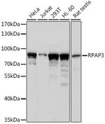 RPAP3 Antibody in Western Blot (WB)