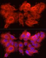 Caspase 7 p11 Antibody in Immunocytochemistry (ICC/IF)