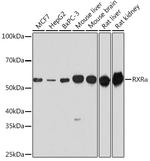 RXRA Polyclonal Antibody