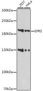 EPRS Polyclonal Antibody