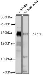 SASH1 Polyclonal Antibody