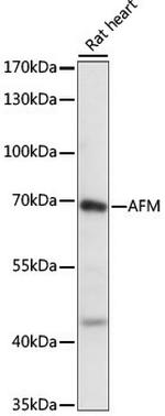 Afamin Polyclonal Antibody