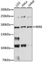 RERE Polyclonal Antibody