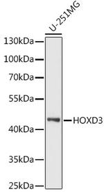 HOXD3 Antibody in Western Blot (WB)