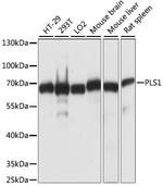 PLS1 Antibody in Western Blot (WB)