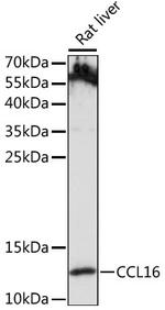 CCL16 Polyclonal Antibody