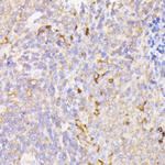 PSMG1 Antibody in Immunohistochemistry (Paraffin) (IHC (P))