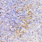 PSMG1 Antibody in Immunohistochemistry (Paraffin) (IHC (P))
