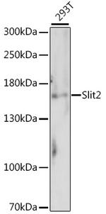 SLIT2 Polyclonal Antibody