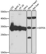 GST Omega 1 Polyclonal Antibody