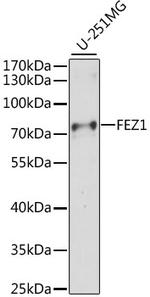 FEZ1 Polyclonal Antibody