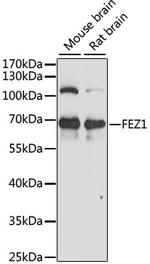 FEZ1 Polyclonal Antibody