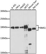 BMS1 Polyclonal Antibody