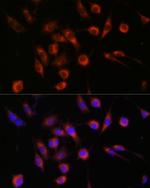 CERT Polyclonal Antibody