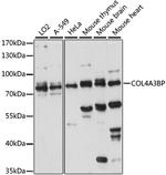 CERT Antibody in Western Blot (WB)