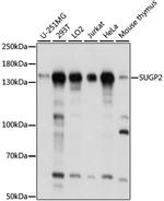 SUGP2 Polyclonal Antibody