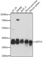 LEFTY Polyclonal Antibody