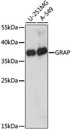 GRAP Polyclonal Antibody