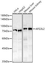 AFG3L2 Antibody in Western Blot (WB)