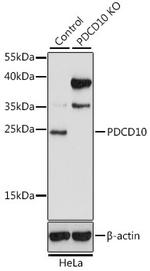 PDCD10 Polyclonal Antibody