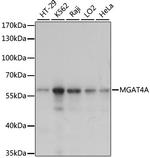 MGAT4A Polyclonal Antibody