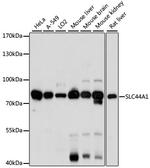 SLC44A1 Polyclonal Antibody