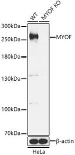 MYOF Antibody in Western Blot (WB)