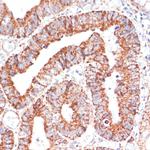MRPL46 Antibody in Immunohistochemistry (Paraffin) (IHC (P))