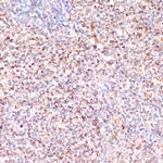 MRPL46 Antibody in Immunohistochemistry (Paraffin) (IHC (P))