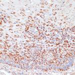 MRPL46 Antibody in Immunohistochemistry (Paraffin) (IHC (P))