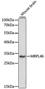 MRPL46 Antibody in Western Blot (WB)