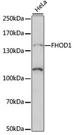 FHOD1 Polyclonal Antibody