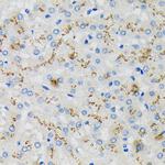 SDF4 Polyclonal Antibody