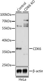 CDK6 Antibody in Western Blot (WB)