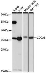 CDCA8 Polyclonal Antibody