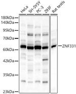 ZNF331 Polyclonal Antibody