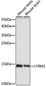LYRM1 Polyclonal Antibody