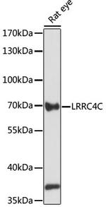 LRRC4C Polyclonal Antibody