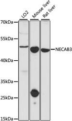 NECAB3 Polyclonal Antibody
