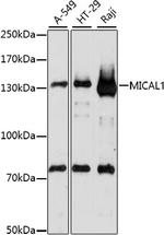 MICAL1 Polyclonal Antibody