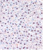 UBA5 Polyclonal Antibody