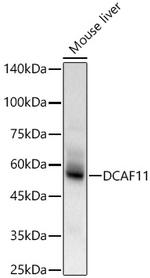 WDR23 Polyclonal Antibody