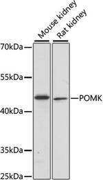 POMK Polyclonal Antibody
