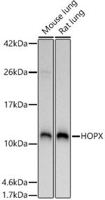 Hopx Polyclonal Antibody