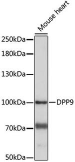 DPP9 Antibody in Western Blot (WB)