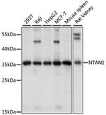 NTAN1 Polyclonal Antibody