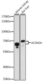 ACSM2A Polyclonal Antibody