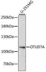 OTUD7A Antibody in Western Blot (WB)