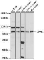 DDX51 Polyclonal Antibody